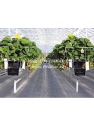 GROWING SYSTEM FOR CUCUMBER